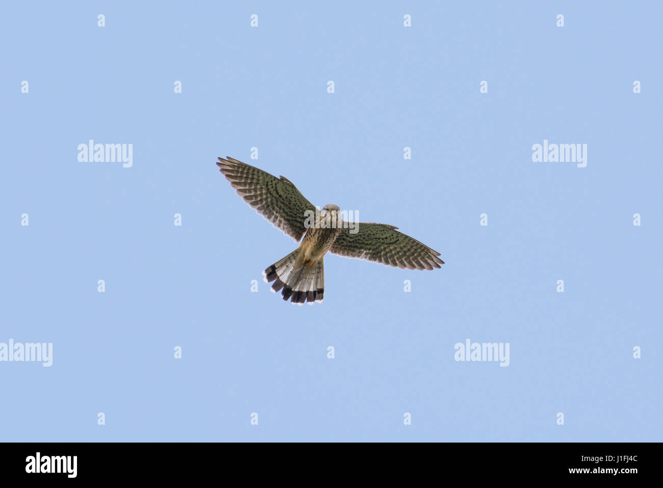 Turmfalke (Falco Tinnunculus) im Flug Stockfoto