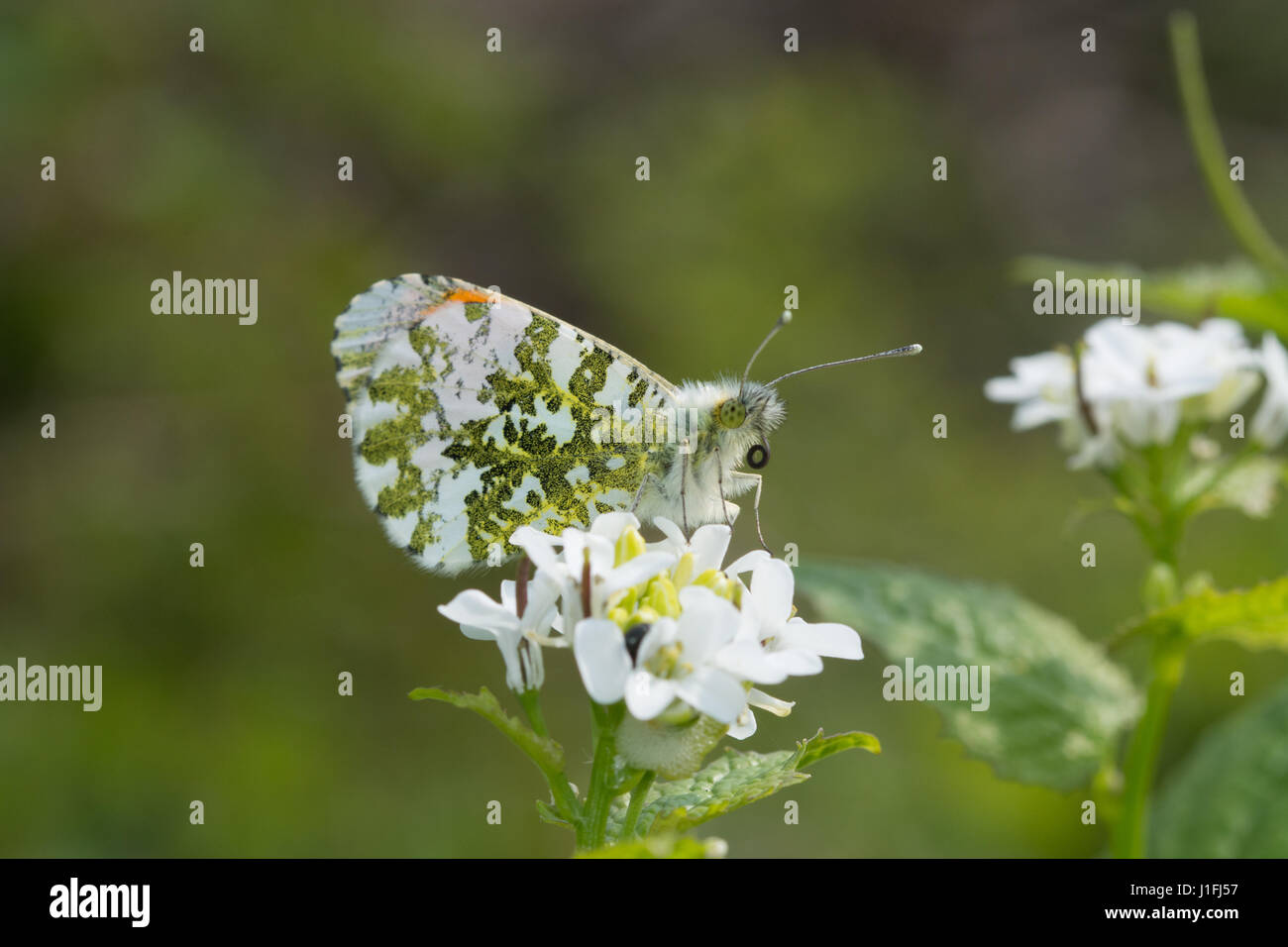 Nahaufnahme der männlichen orange-tip Schmetterling (Anthocharis cardamines) auf Knoblauch Senf, Großbritannien Stockfoto