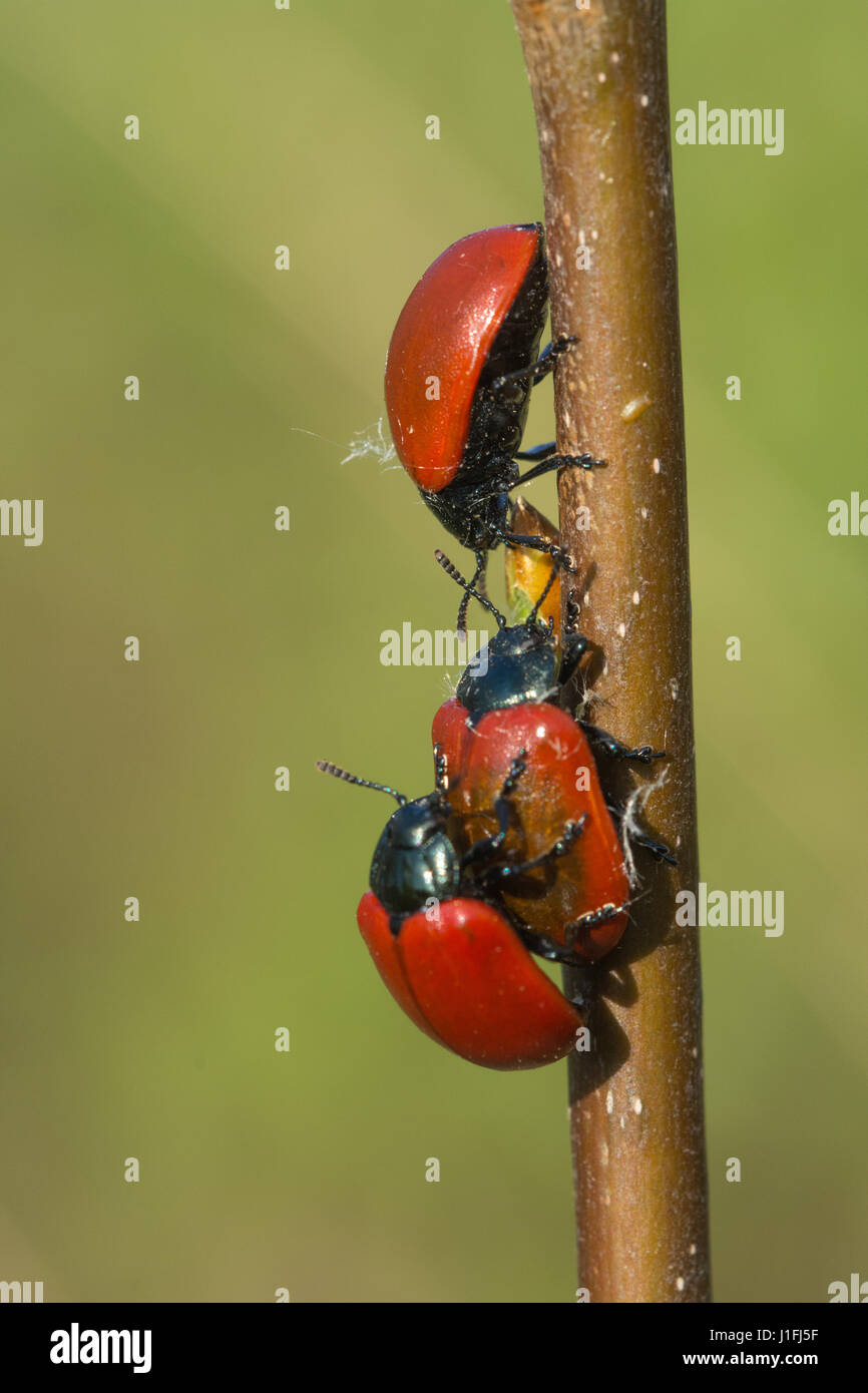 Pappel-Blattkäfer (Chrysomela Populi) Paarung Stockfoto