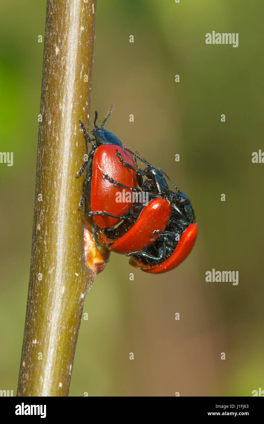 Pappel-Blattkäfer (Chrysomela Populi) Paarung Stockfoto