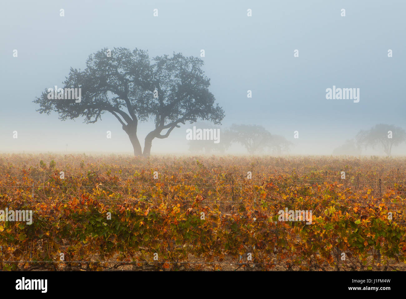 Eichen und einen Weinberg in Herbstfarben an einem nebligen Morgen, Santa Ynez Valley, Kalifornien Stockfoto