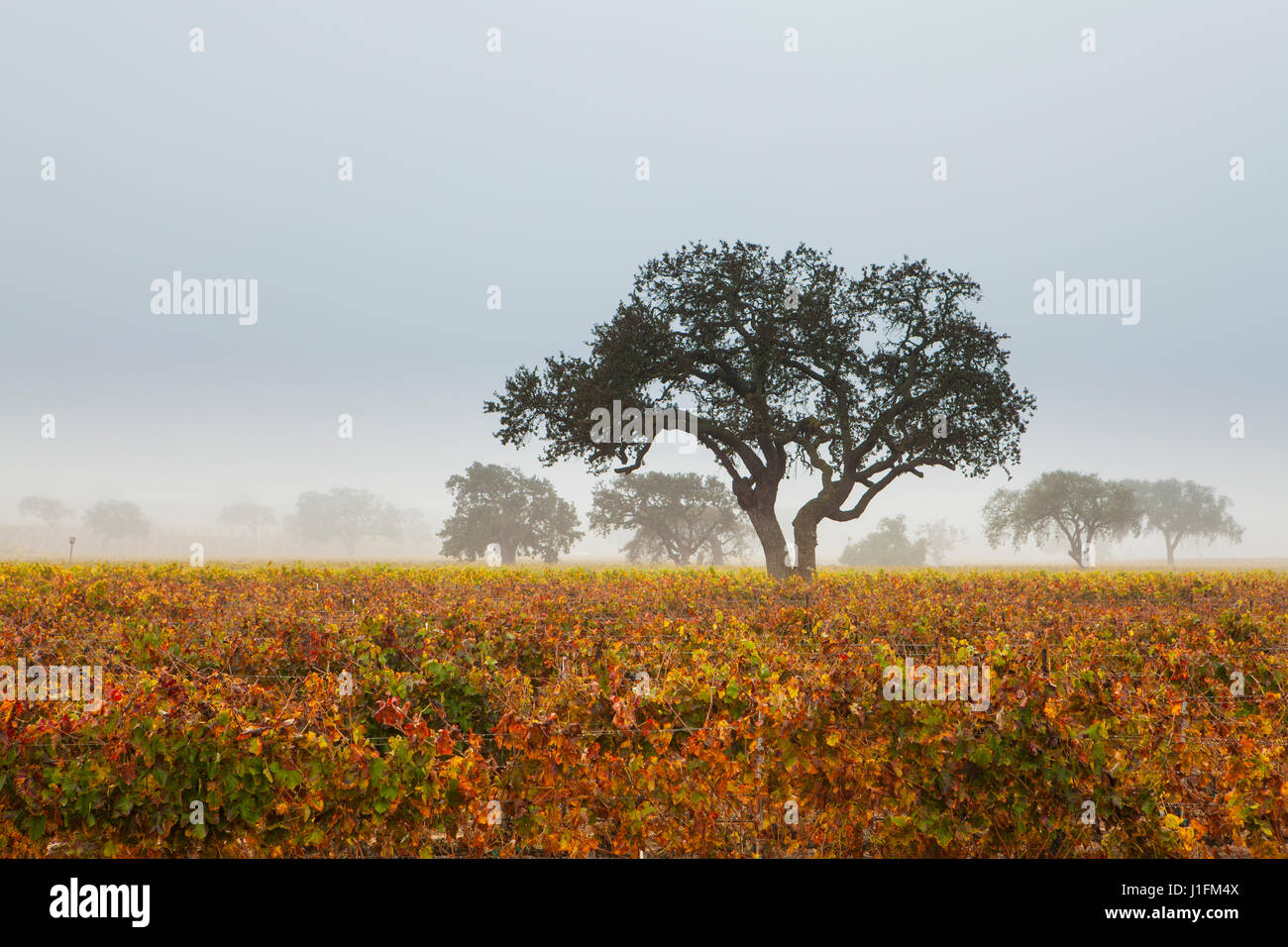 Eichen und einen Weinberg in Herbstfarben an einem nebligen Morgen, Santa Ynez Valley, Kalifornien Stockfoto