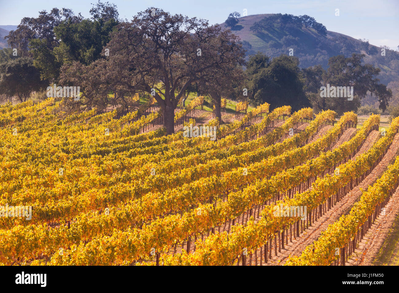 Weinberg in Herbstfarben, Santa Ynez Valley, Kalifornien Stockfoto