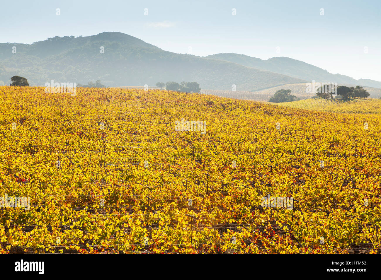 Weinberg im Herbst Farben, Santa Rosa Canyon, Santa Ynez Valley, Kalifornien Stockfoto