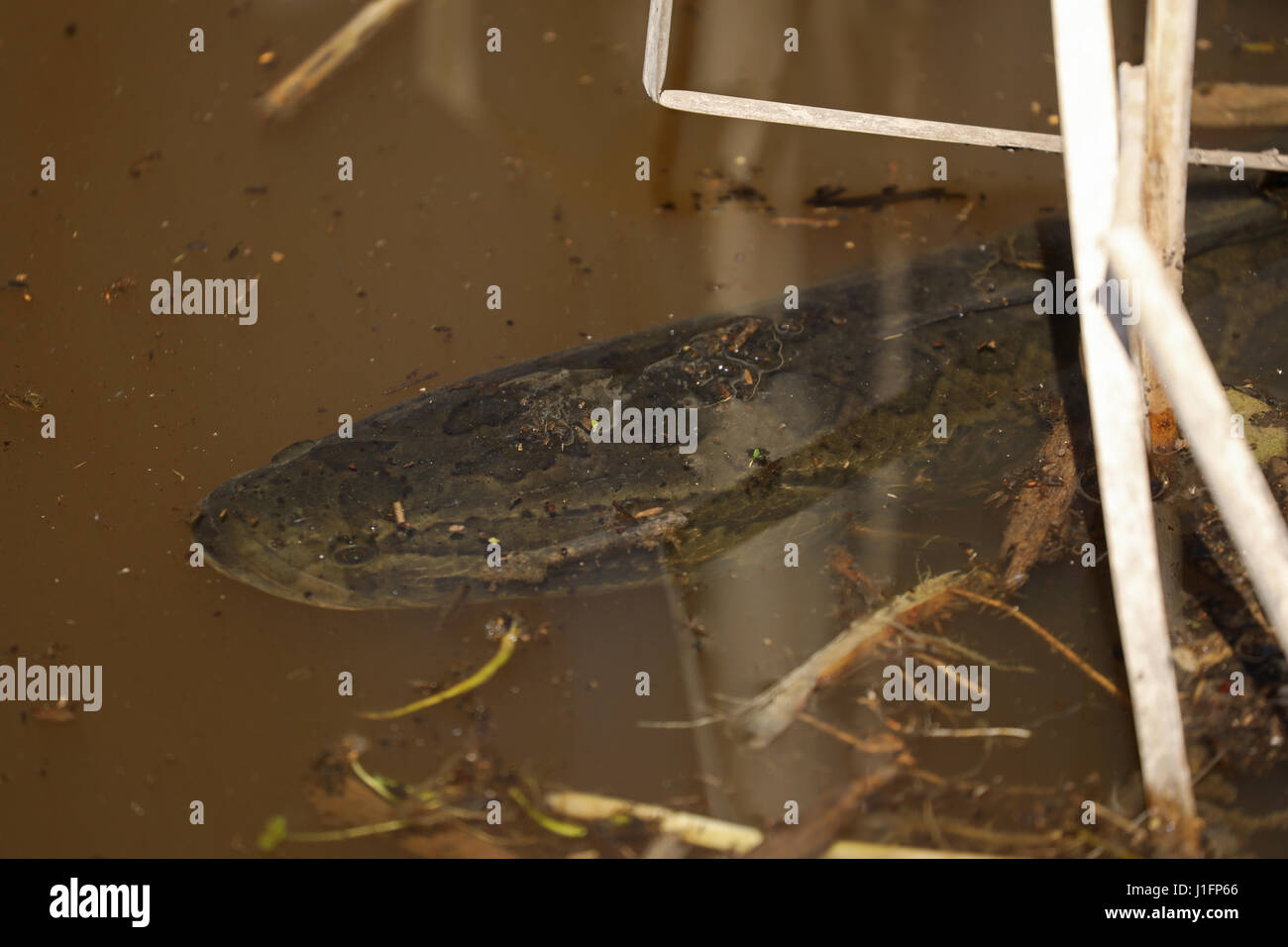 Die nördlichen Schlangenkopf (Channa Argus), Virginia, ist eine Art von Snakehead Fische aus Asien, eingeführt in USA Stockfoto