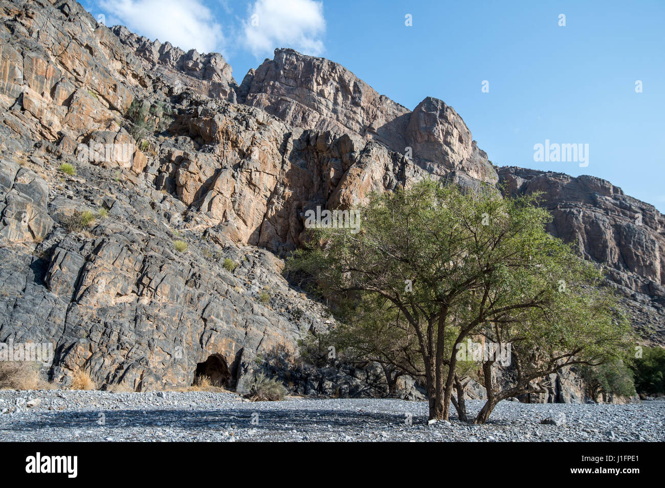 Bäume vor Felsformation in Birkat Al Mouz im Oman Stockfoto