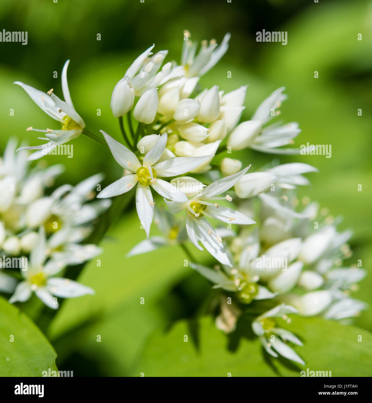 Bärlauch in Blüte, April, Ballaglass Glen, Isle Of man Stockfoto