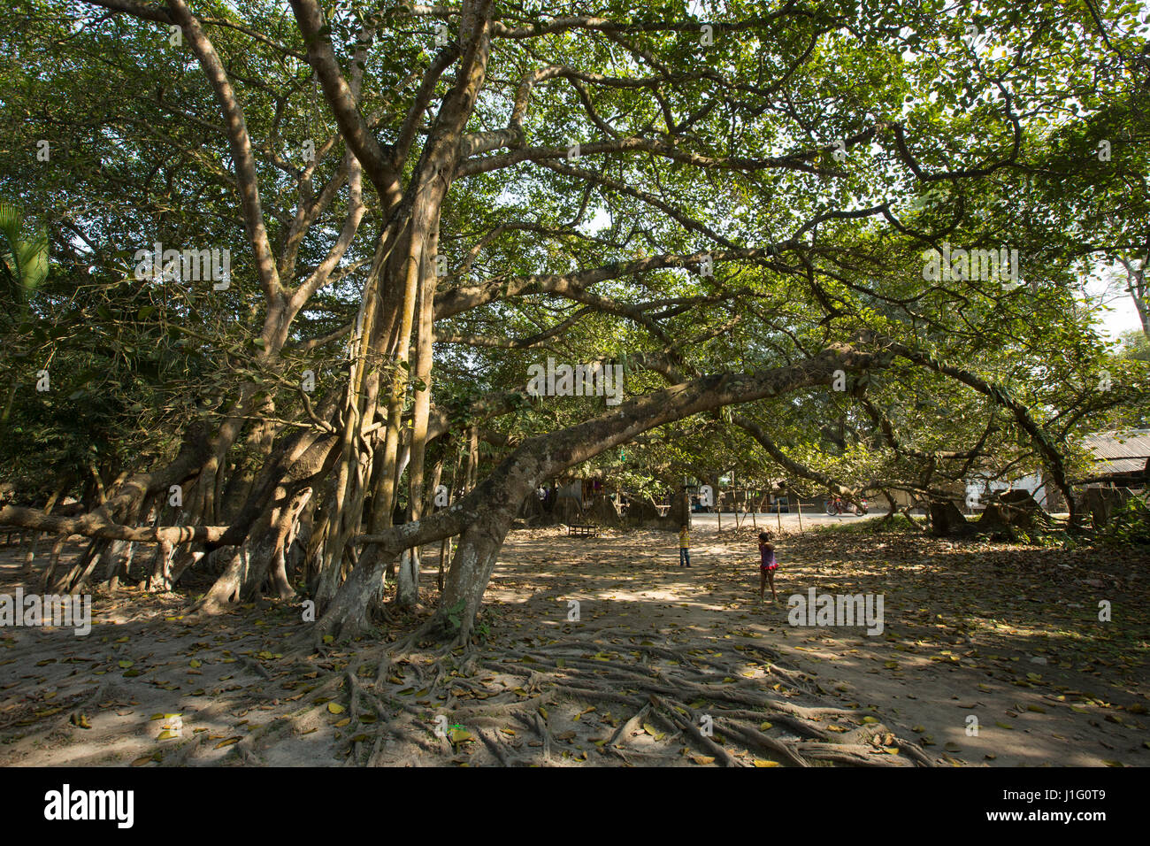 Alt und eines der größten Banyanbäume in Asien am Kaliganj. Jhenaidah, Bangladesch. Stockfoto