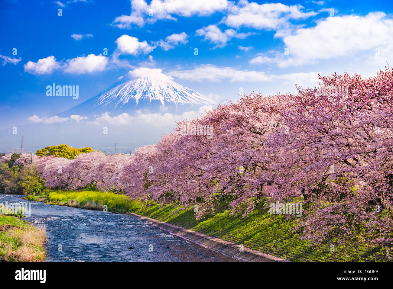 Mt. Fuji, Japan und den Fluss im Frühjahr. Stockfoto