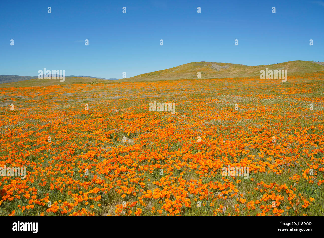 Wildblumen (Mohn) im Antelope Valley, Kalifornien Stockfoto