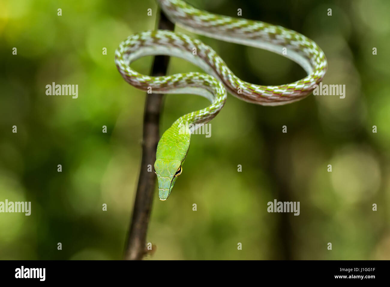 Oriental Whipsnake, asiatische Rebe grüne Schlange (Ahaetulla Prasina) Tangkoko Naturreservat in Nord-Sulawesi, Indonesien wildlife Stockfoto