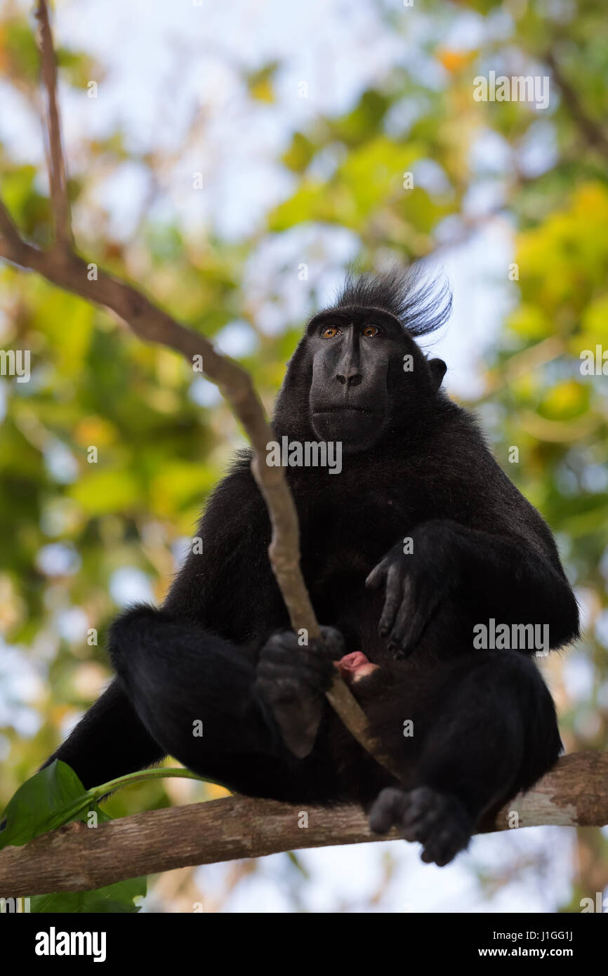 Endemische Affen Celebes crested Macaque bekannt als schwarze Affen auf Baum im Regenwald, Tangkoko Naturreservat in Nord-Sulawesi, Indonesien wildlife Stockfoto