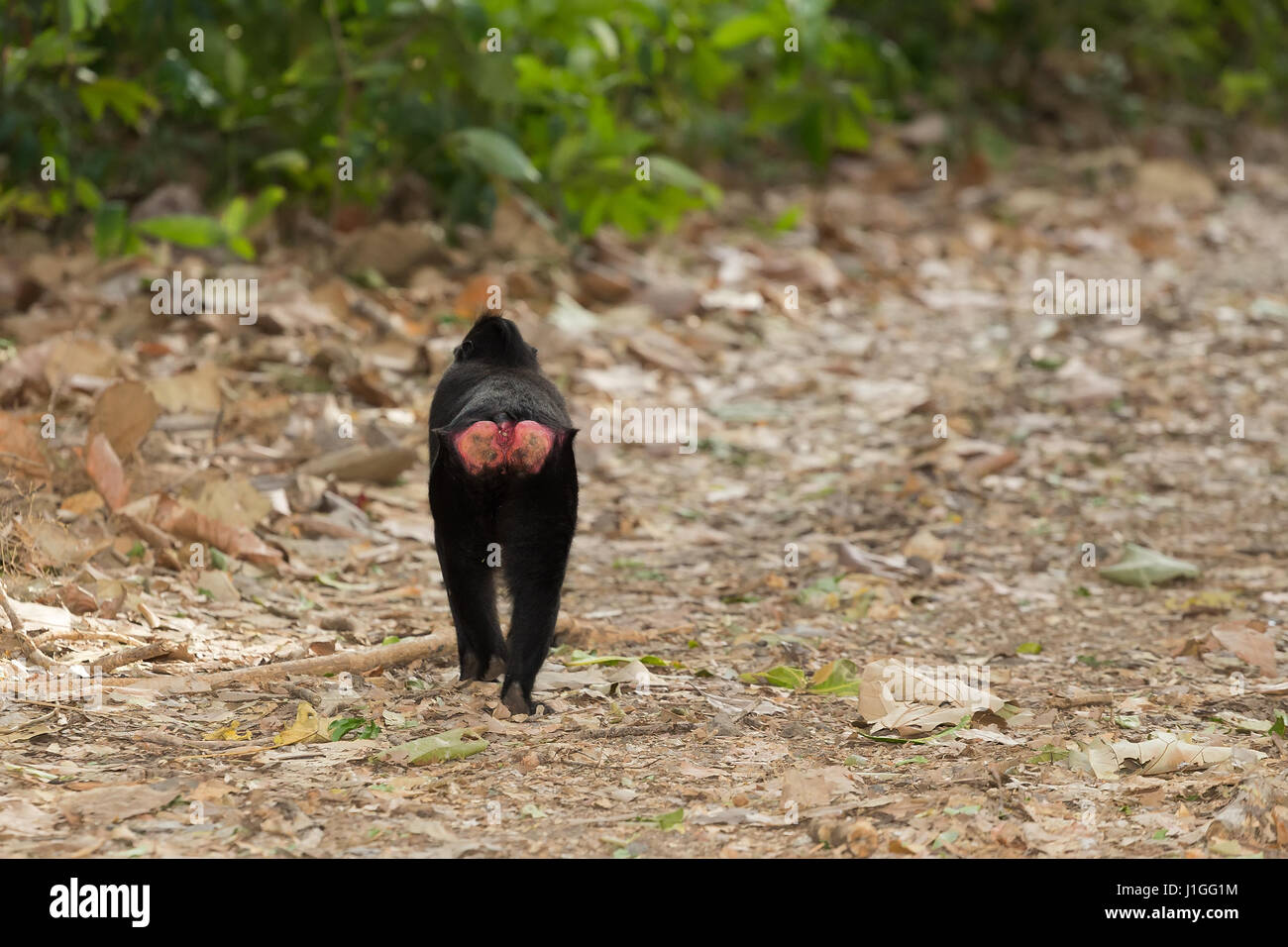 Jungen Baby endemische Affen Celebes crested Macaque bekannt als schwarzer Affe, Tangkoko Naturreservat in Nord-Sulawesi, Indonesien wildlife Stockfoto