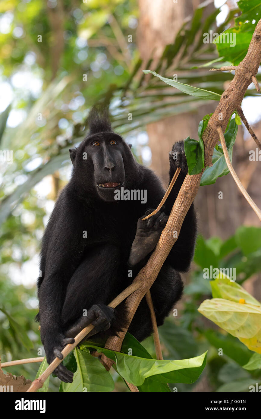 Endemische Affen Celebes crested Macaque bekannt als schwarze Affen auf Baum im Regenwald, Tangkoko Naturreservat in Nord-Sulawesi, Indonesien wildlife Stockfoto
