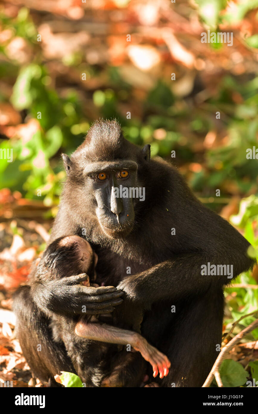 Kleinkind mit Mutter, endemische Affen Celebes crested Macaque bekannt als schwarze Affen im Regenwald, Tangkoko Naturreservat in Nord-Sulawesi, Indones Stockfoto