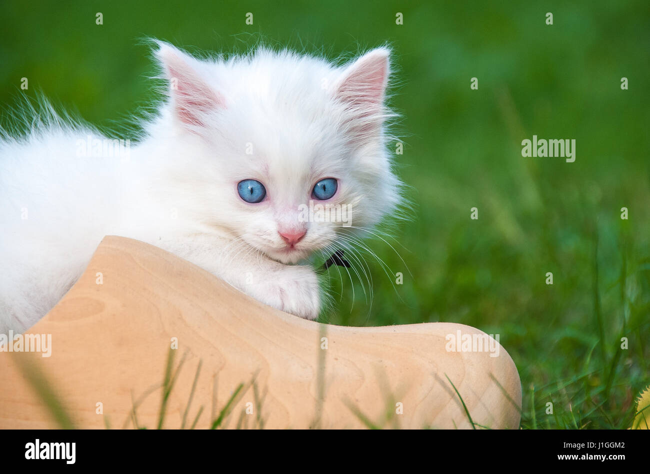 Weiße kleine Katze in einem Holzschuh Stockfoto