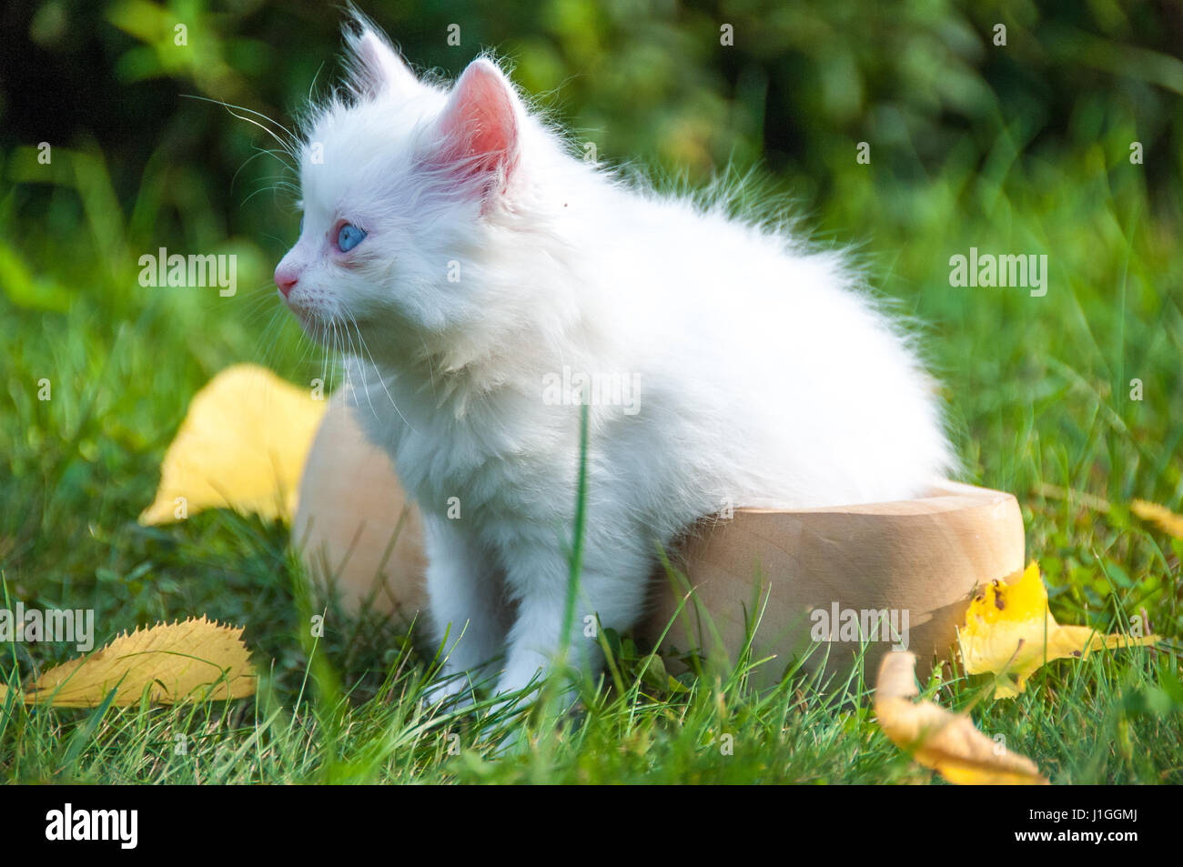 Weiße kleine Katze in einem Holzschuh Stockfoto