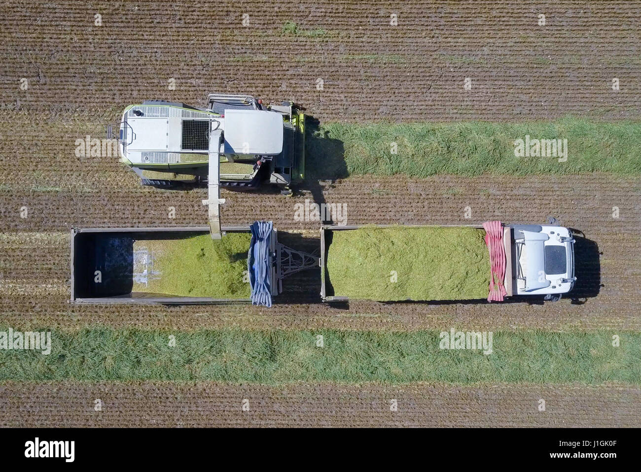 Kombinieren Sie ernten eine grüne Feld und entlädt Weizen für Silage auf eine doppelte Sattelzug Stockfoto