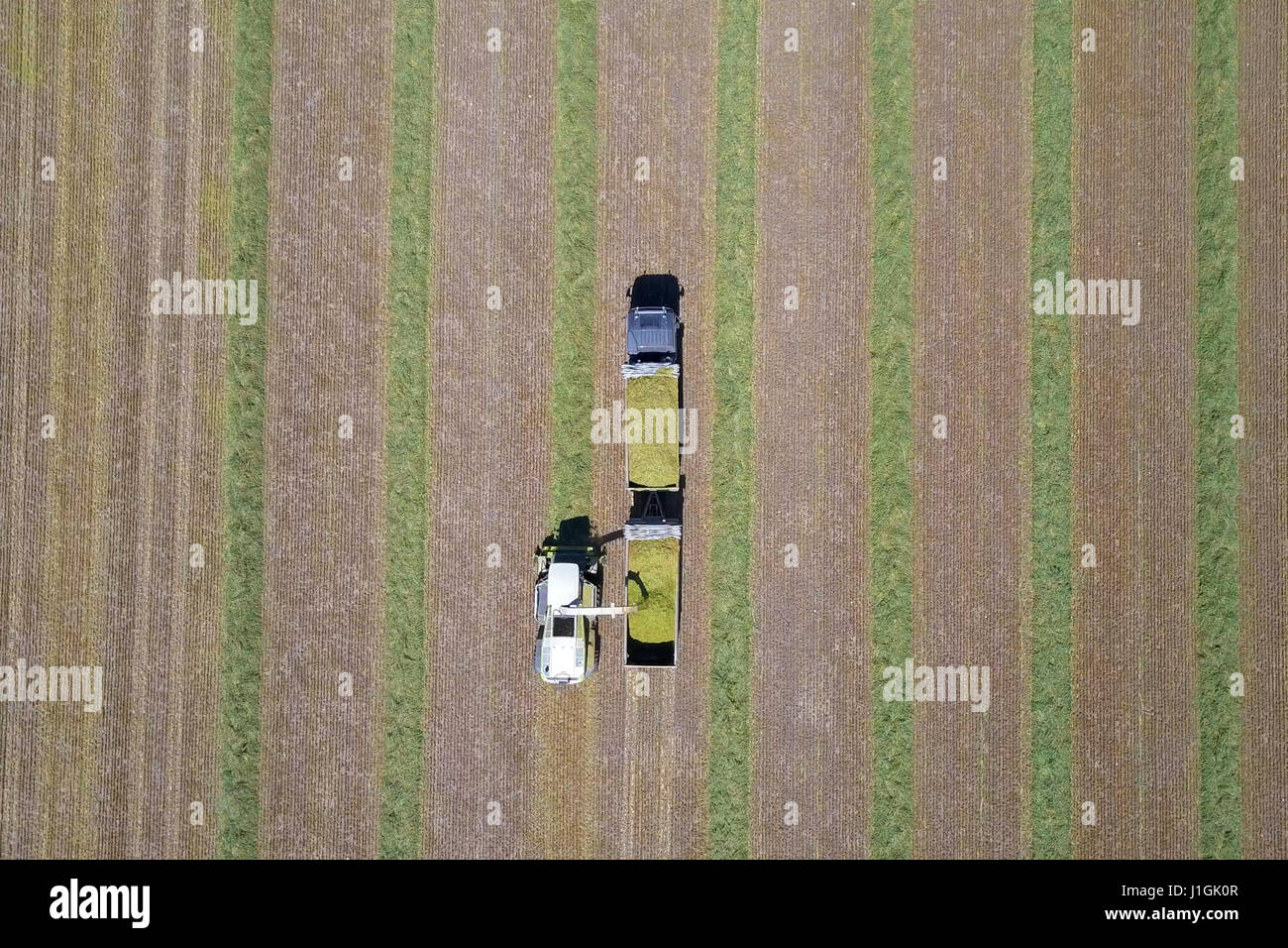 Kombinieren Sie ernten eine grüne Feld und entlädt Weizen für Silage auf eine doppelte Sattelzug Stockfoto
