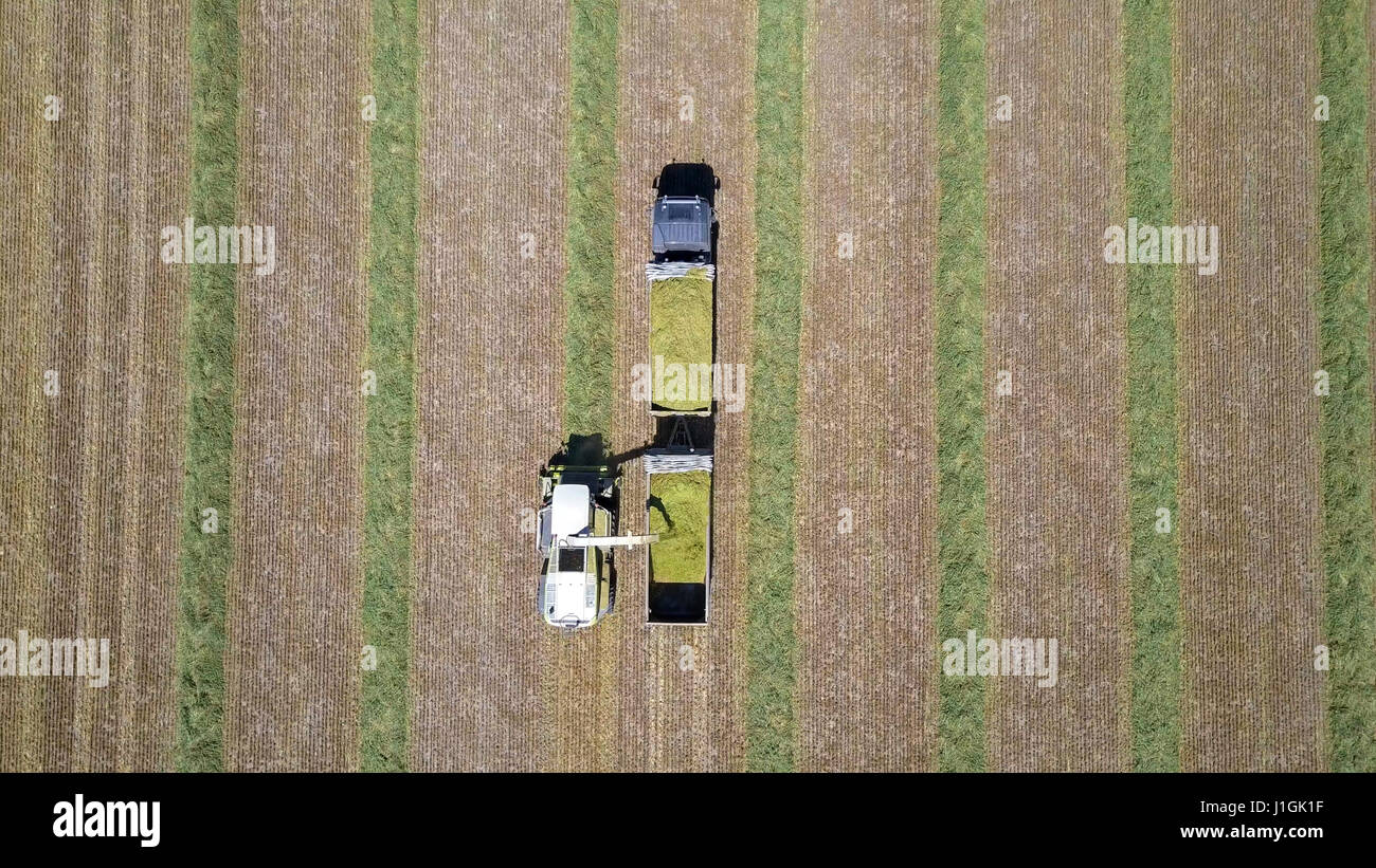 Kombinieren Sie ernten eine grüne Feld und entlädt Weizen für Silage auf eine doppelte Sattelzug Stockfoto