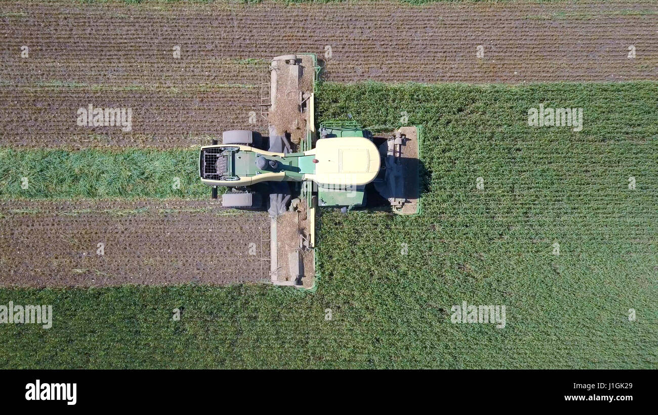 Mähdrescher in einem grünen Feld - Luftaufnahme Stockfoto