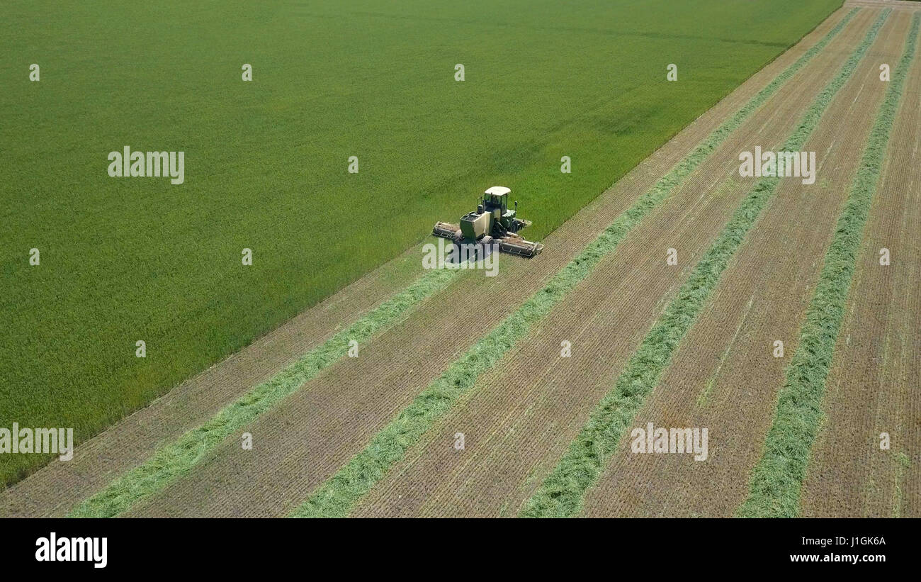 Mähdrescher in einem grünen Feld - Luftaufnahme Stockfoto