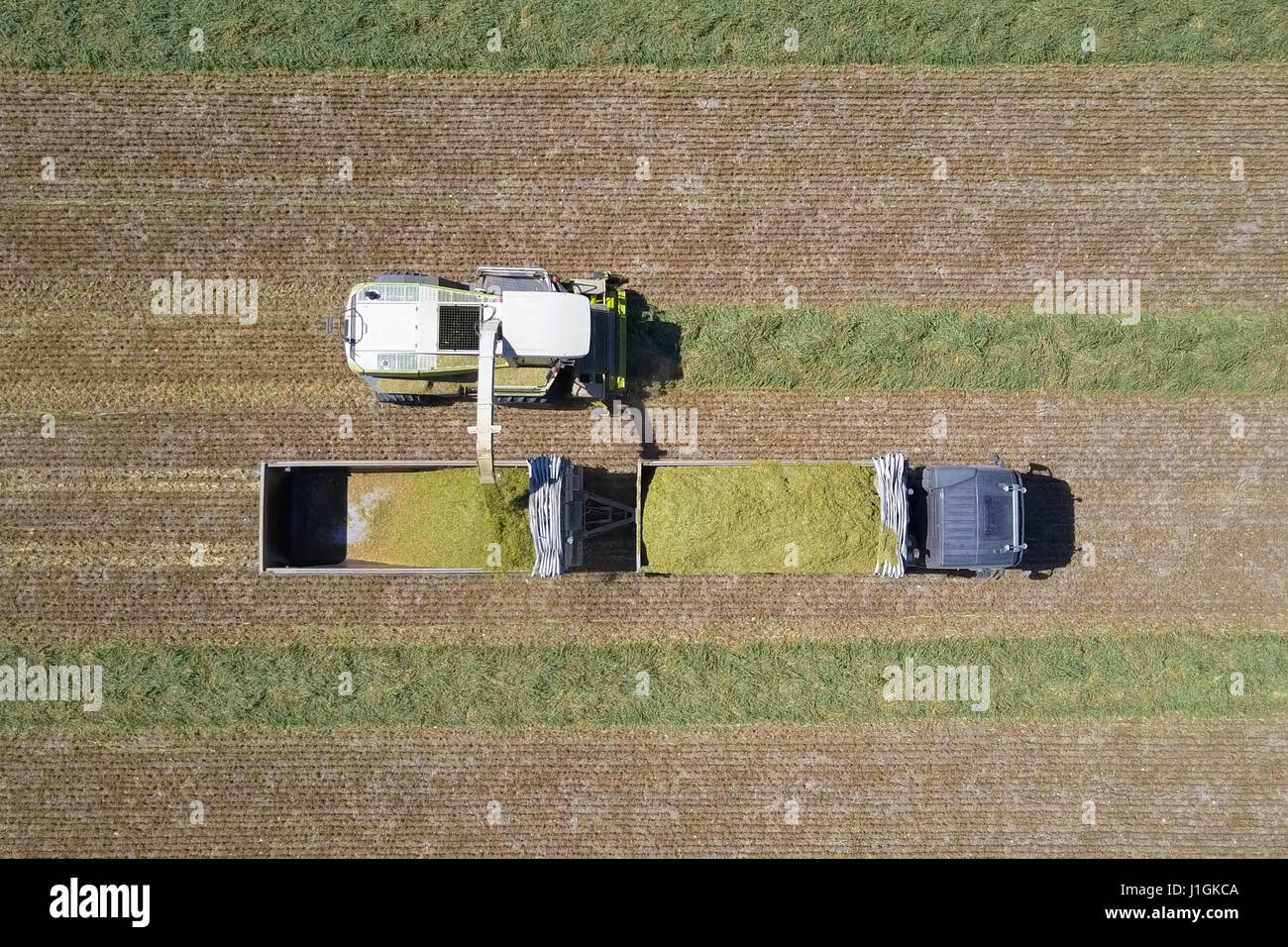 Kombinieren Sie ernten eine grüne Feld und entlädt Weizen für Silage auf eine doppelte Sattelzug Stockfoto