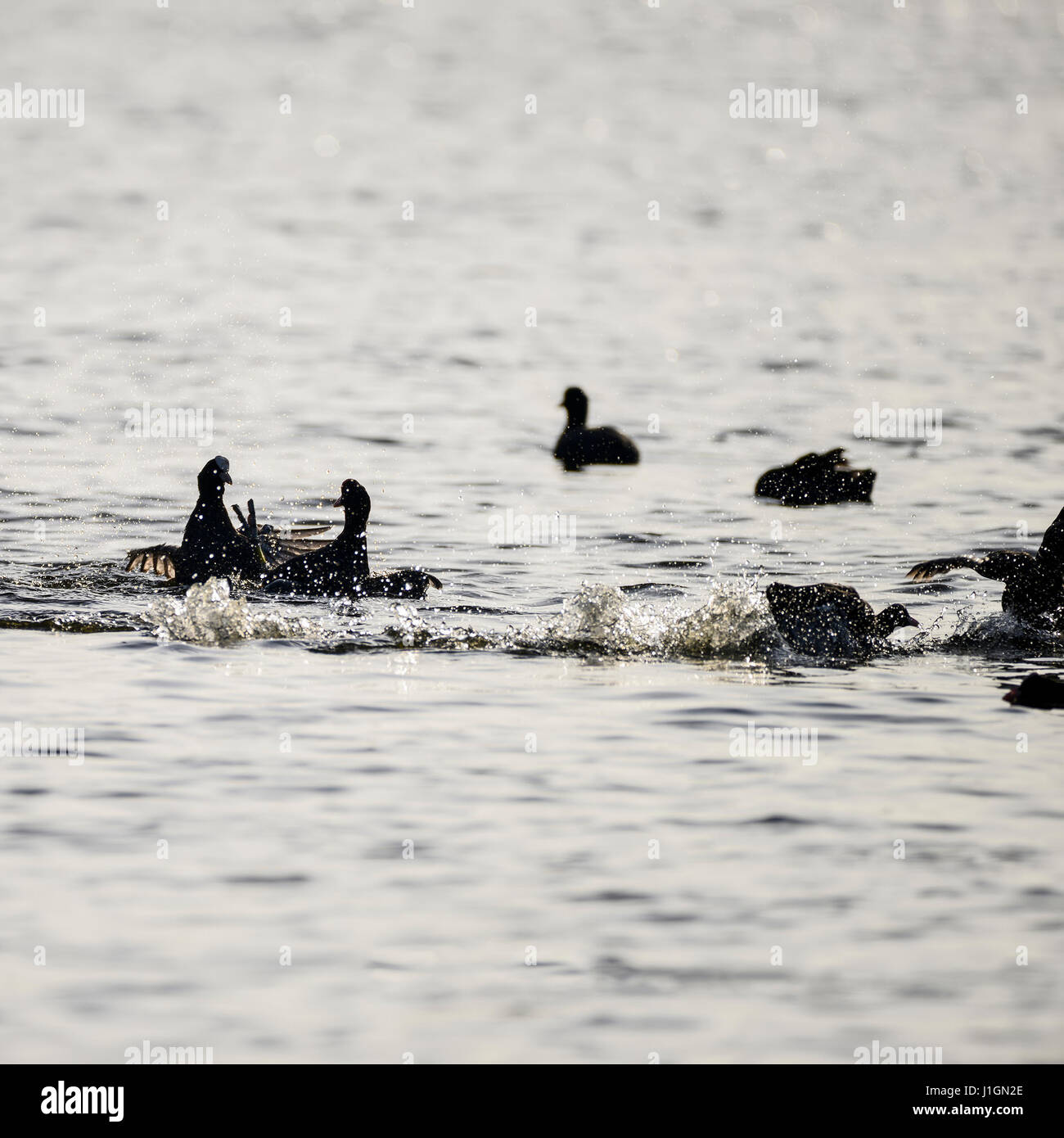 Blässhühner, die Kämpfe auf dem Wasser im Sonnenaufgang Licht im Frühjahr Stockfoto