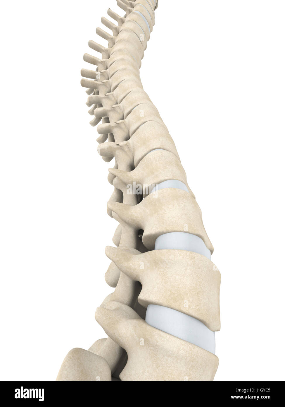 Die menschliche Wirbelsäule Anatomie Illustration Stockfoto