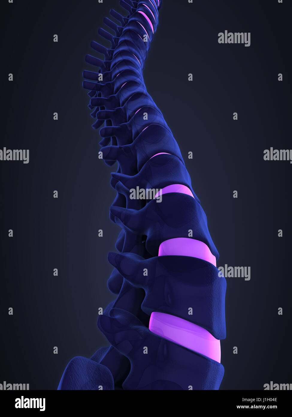 Die menschliche Wirbelsäule Anatomie Illustration Stockfotografie - Alamy