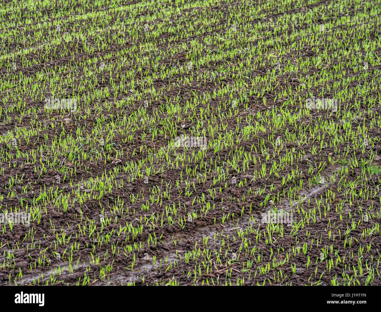 Bereich der reifen Weizen Mais Stockfoto