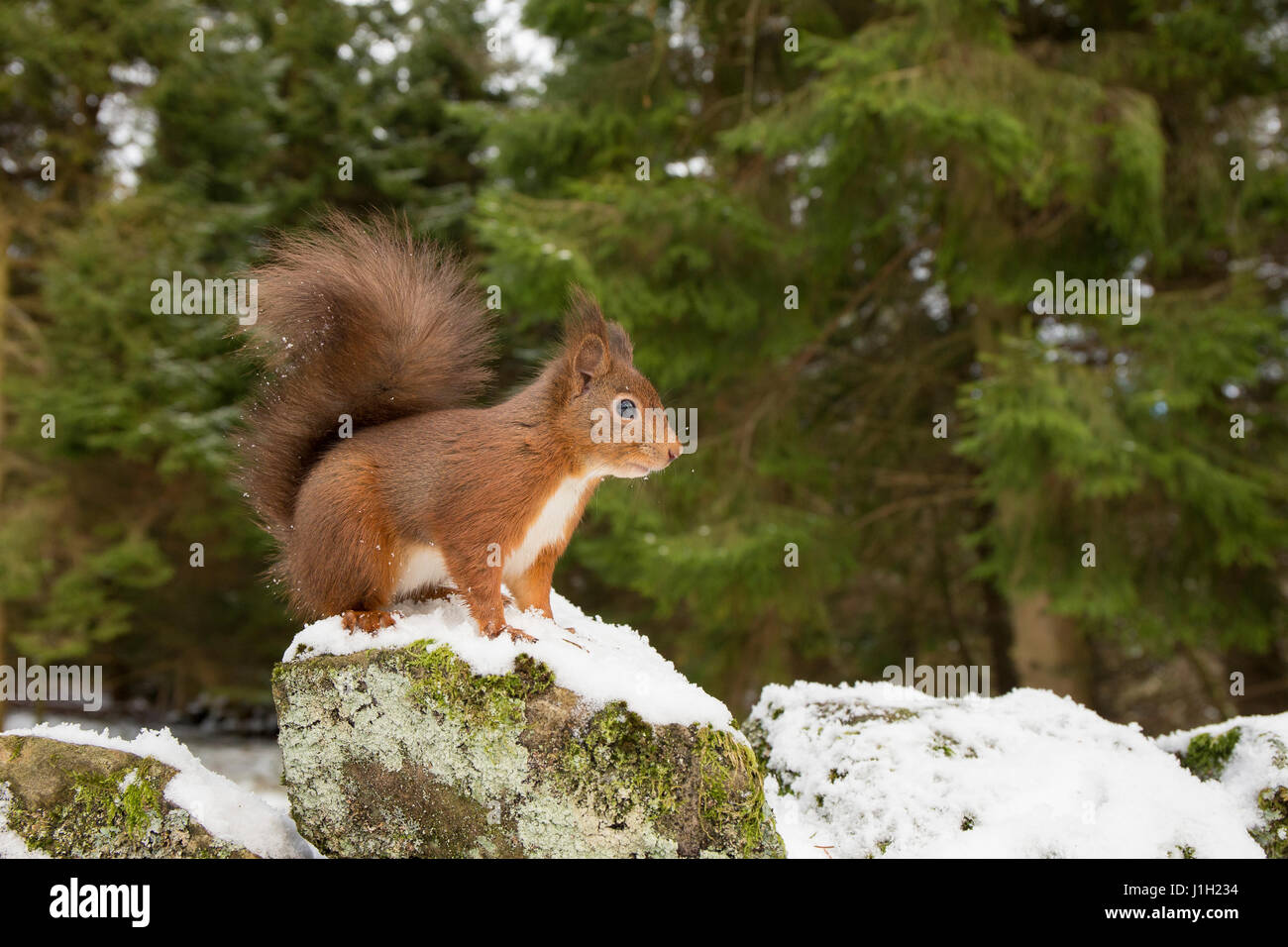 Eichhörnchen, Erwachsene, weiten Winkel Bild auf traditionelle Trockenmauer mit Wald im Hintergrund, Winter, North Yorkshire, Großbritannien Stockfoto