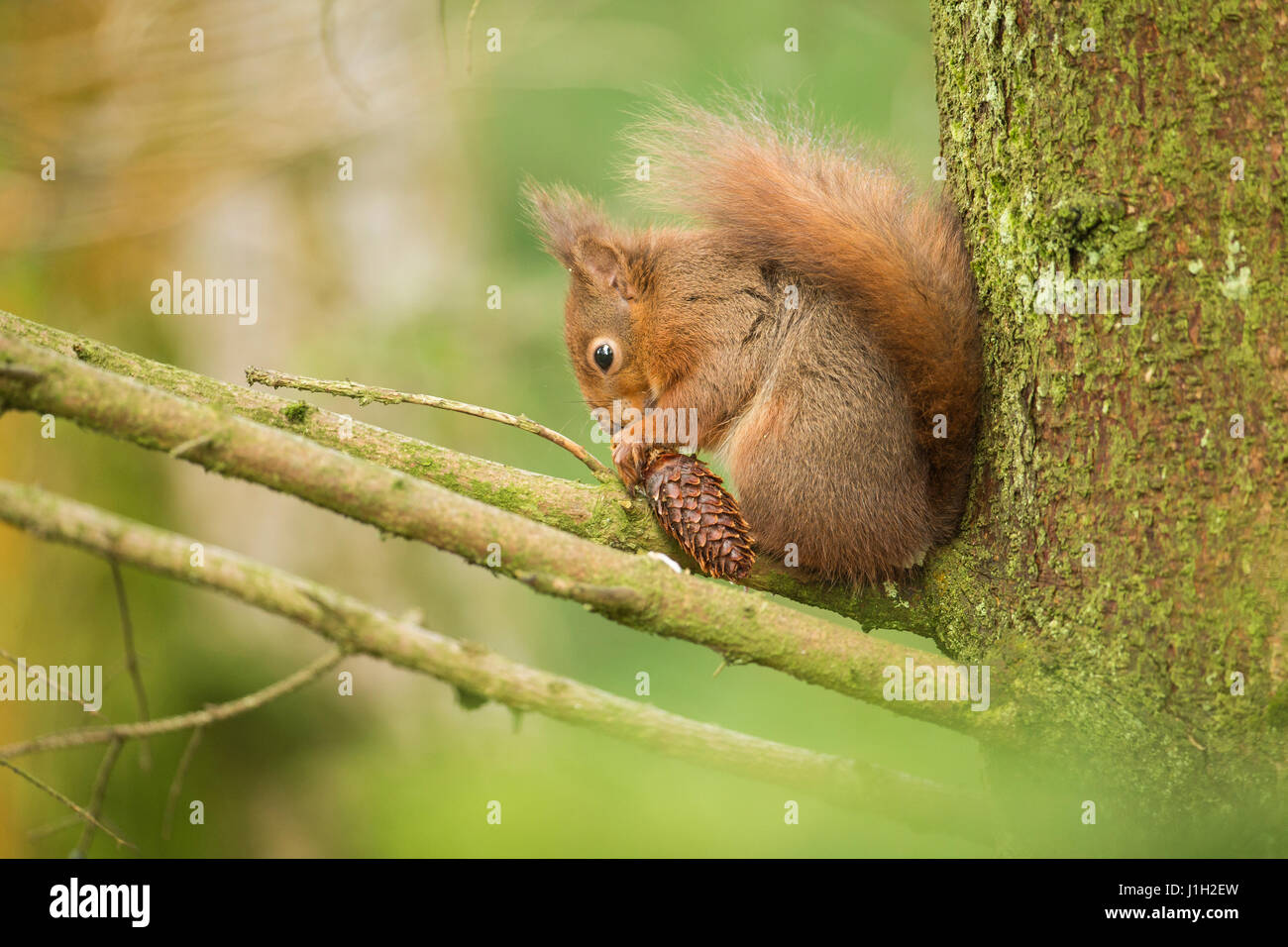 Eichhörnchen Erwachsene ernähren sich von Sitka-Fichte Tannenzapfen. Frühling, North Yorkshire, UK Stockfoto