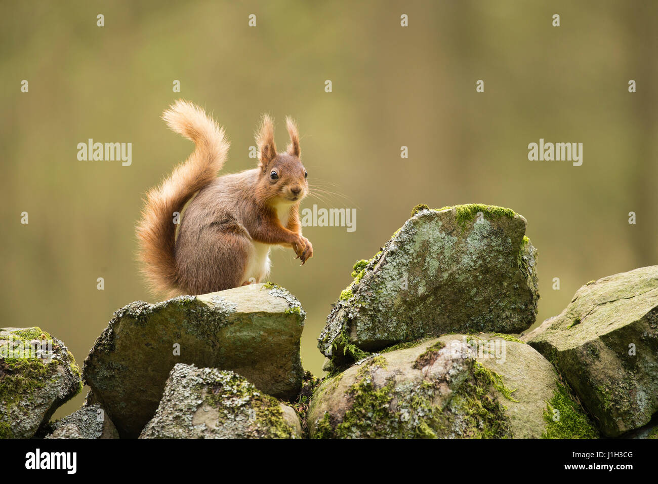Roten Eichhörnchen Erwachsene auf trockenen Stein Wand im Wald einrichten, Frühling, North Yorkshire, UK Stockfoto
