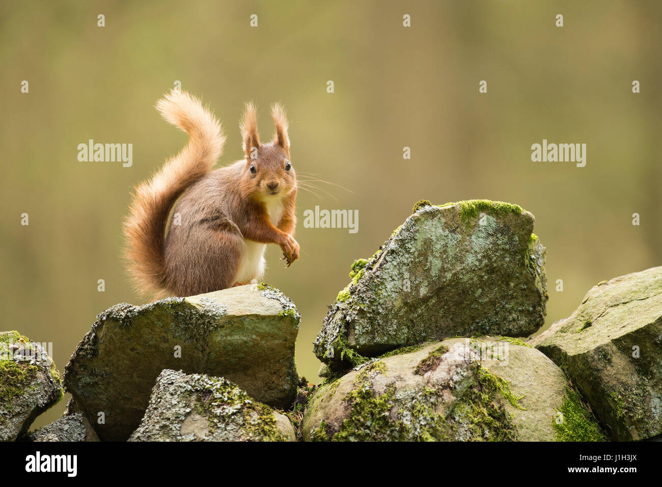 Roten Eichhörnchen Erwachsene auf trockenen Stein Wand im Wald einrichten, Frühling, North Yorkshire, UK Stockfoto