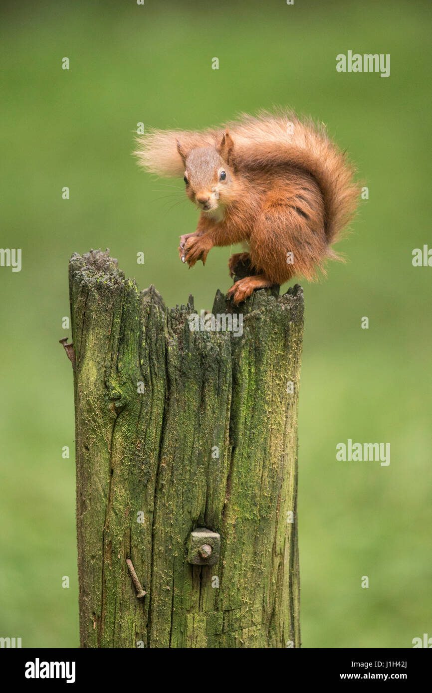 Eichhörnchen, junger Mann, Fütterung auf Barsch, North Yorkshire, UK Stockfoto