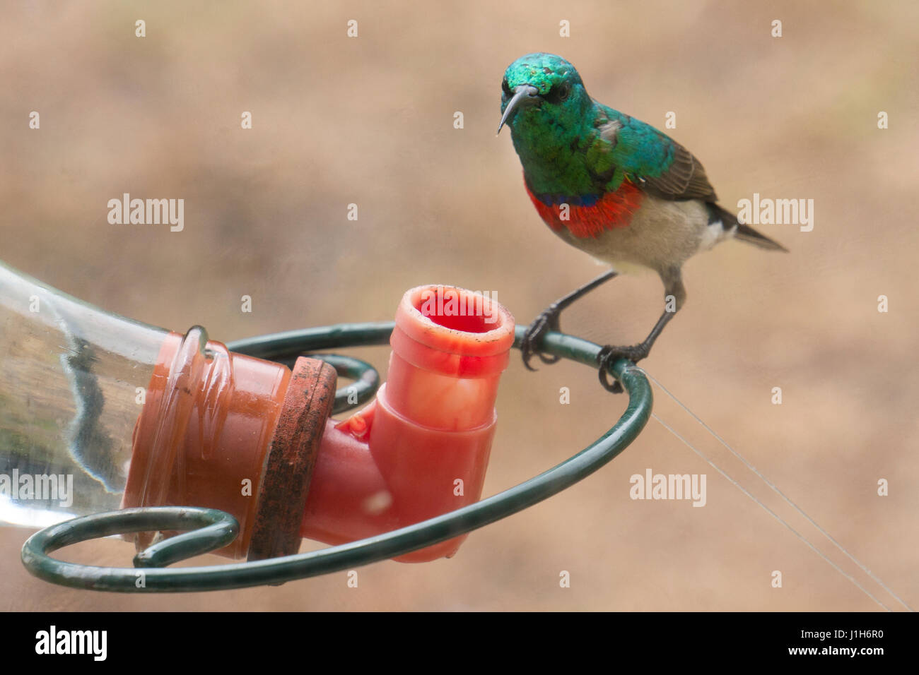 geringerem doppelten Kragen Sunbird auf Zucker Feeder, Südafrika Stockfoto