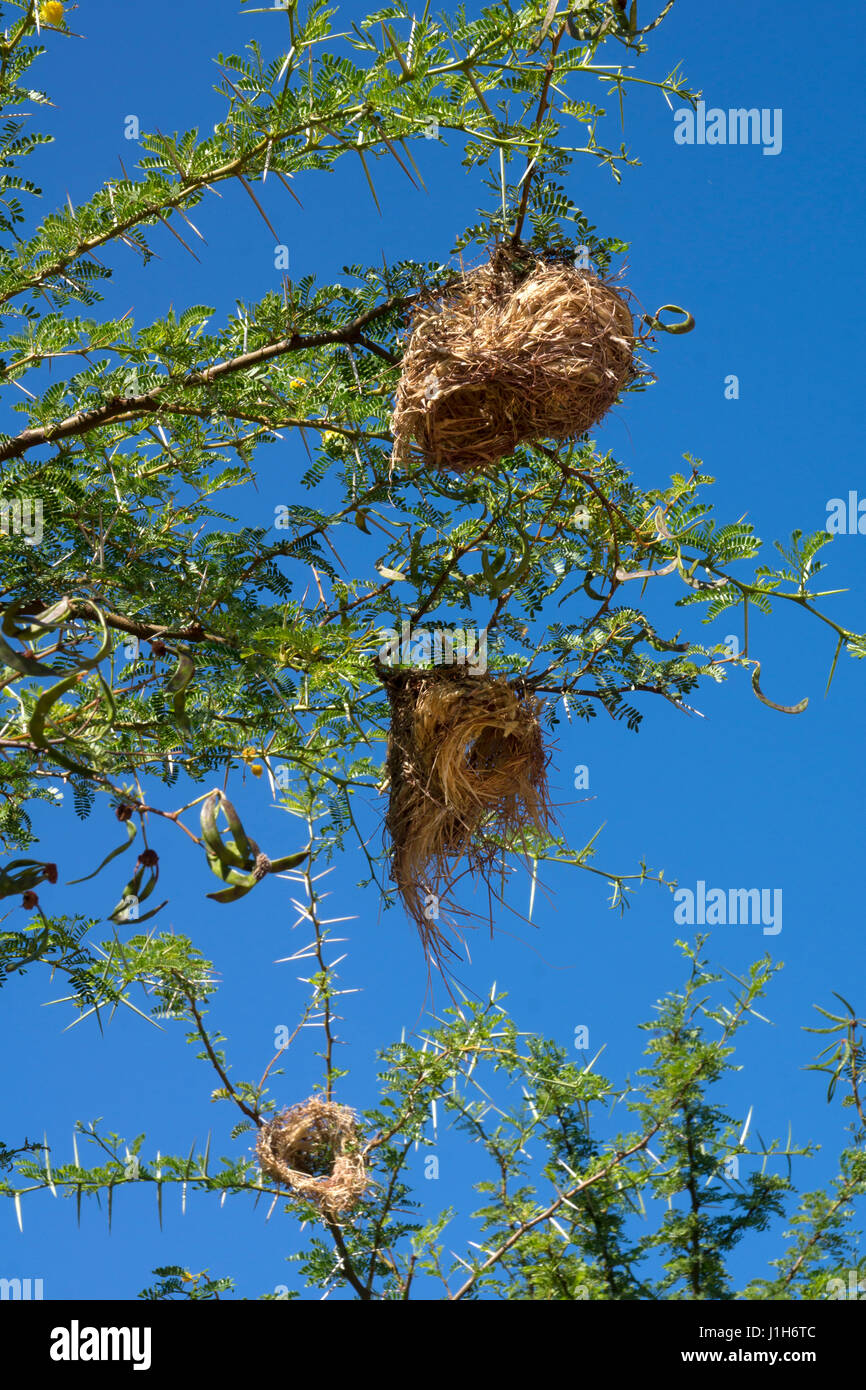 Weaver-Vogel-Nest im Baum, Südafrika Stockfoto