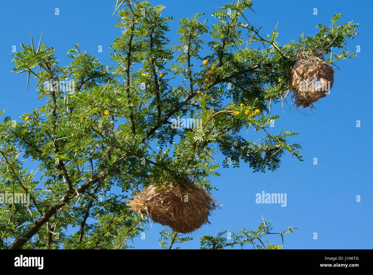 Weaver-Vogel-Nest im Baum, Südafrika Stockfoto