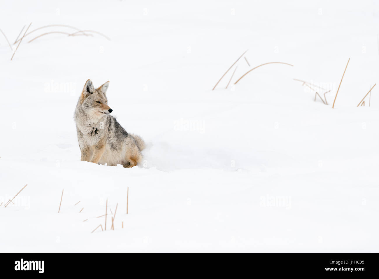 Kojote / Kojote (Canis Latrans), Erwachsene im Winter, im Tiefschnee, sitzen gerade beiseite aufmerksam, mit spitz Ohren, Yellowstone NP, Wyoming, USA. Stockfoto