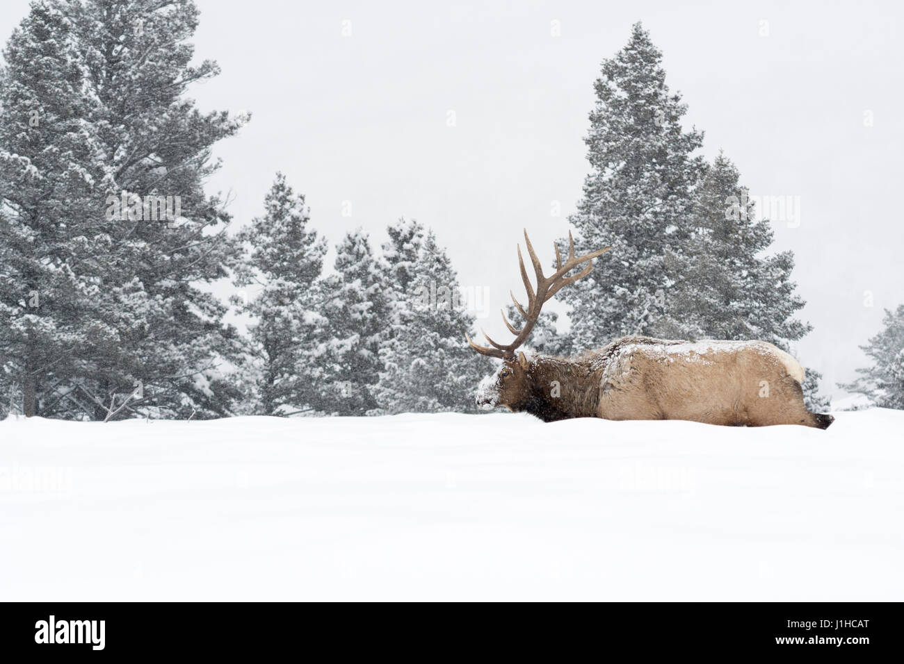 Elch / Wapiti (Cervus Canadensis), Stier im Winter bei Schneefall, Wandern durch den Tiefschnee in typischer Umgebung, Yellowstone NP, Wyoming, USA. Stockfoto