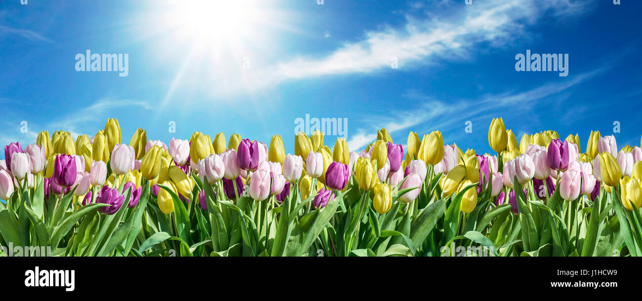 isolierte gelb, weiß und rosa Tulpe Himmelshintergrund, weißen Raum Gruß Textspace können Blumen, Frühling Happy Eastern Stockfoto