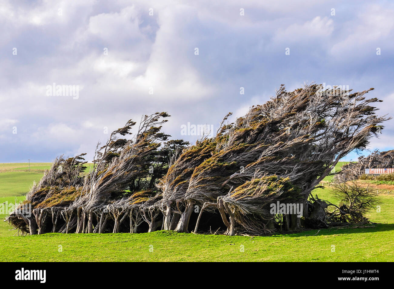 Verdrehte Bäume in der Nähe von Slope Point, dem südlichsten Punkt Neuseelands Stockfoto