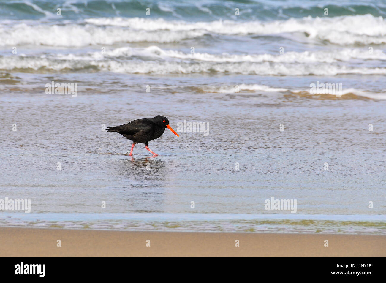 Schwarzer Vogel zu Fuß am Strand in der Southern Scenic Route, Neuseeland Stockfoto