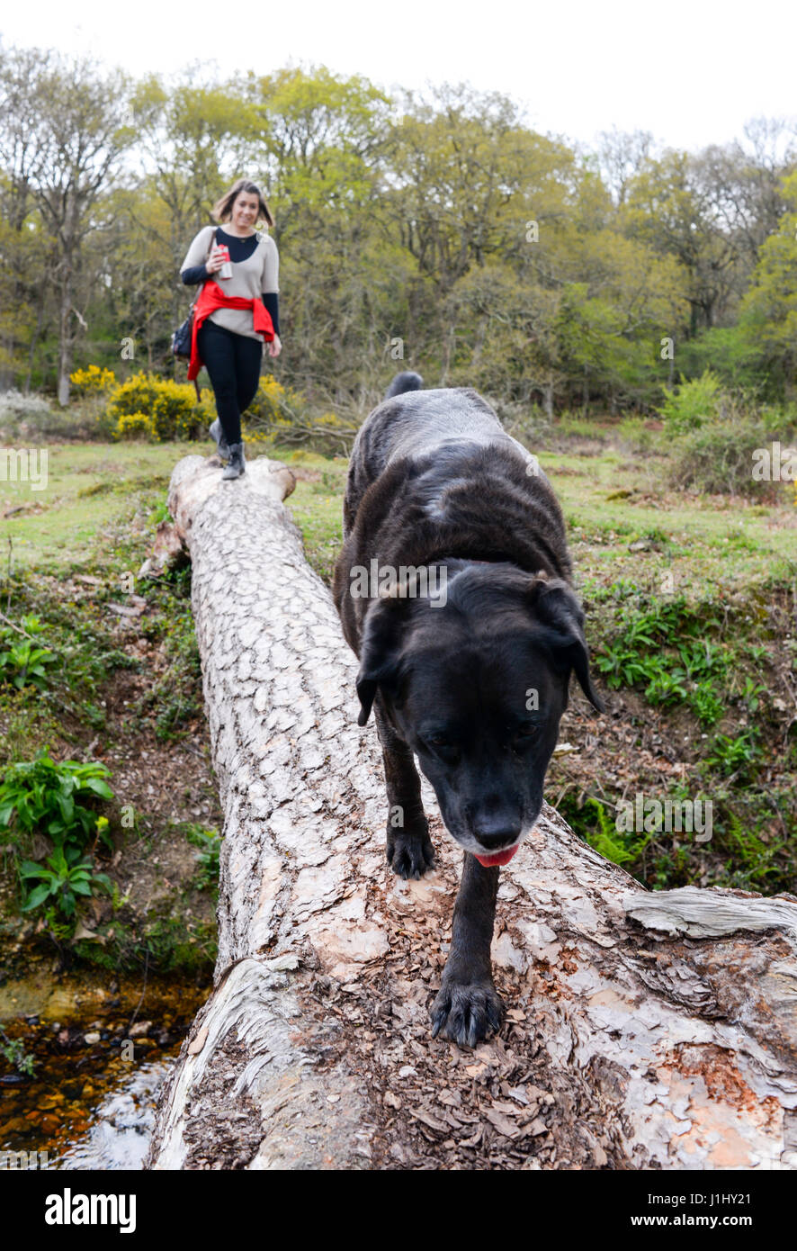 Frau zu Fuß mit ihrem Hund entlang einer großen Protokoll von einem umgestürzten Baum über einen Graben, New Forest, Hampshire, UK. Stockfoto