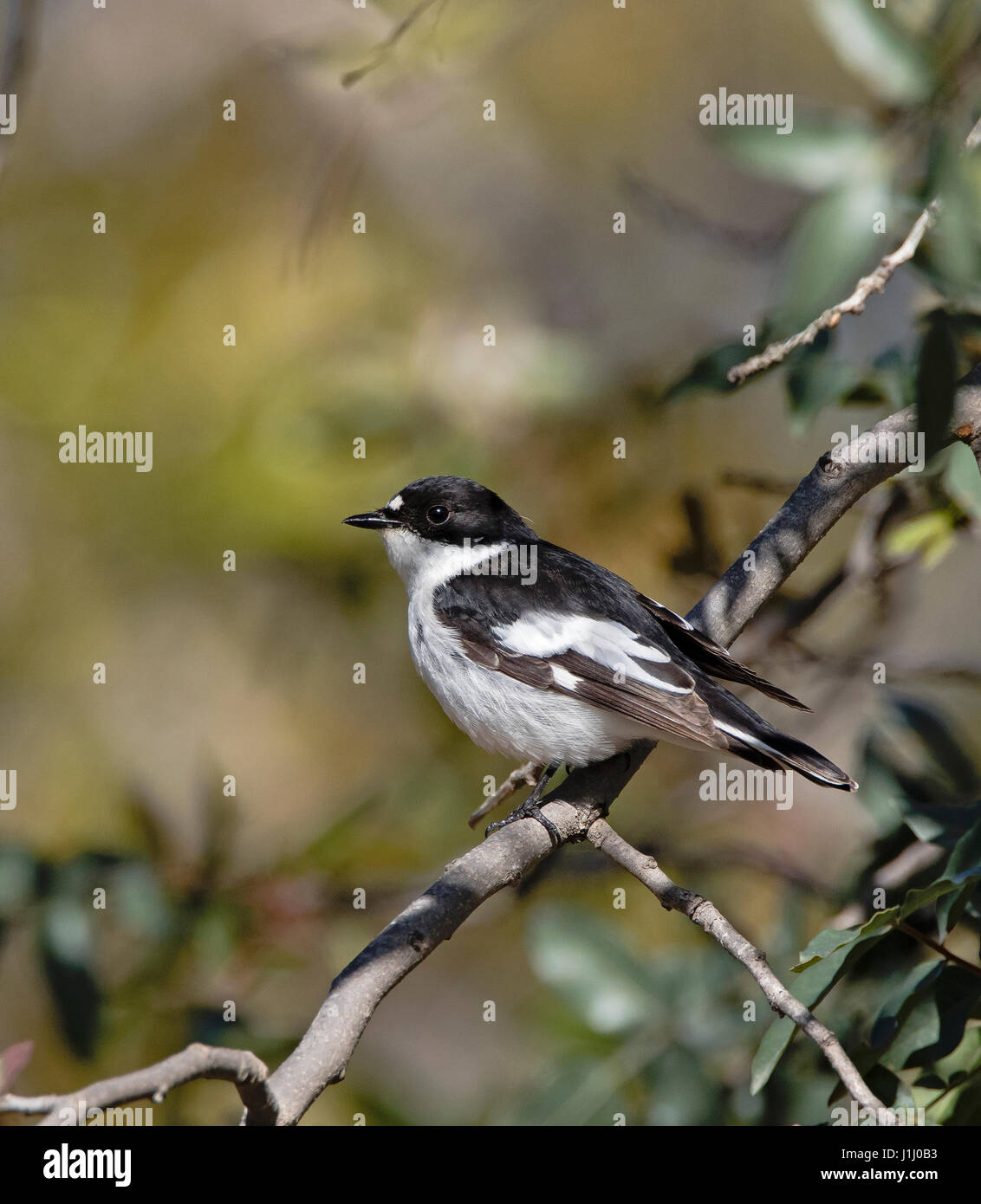 Männliche halb collared Flycatcher Ficedula Semiforquata über Migration in Zypern im Frühling Stockfoto