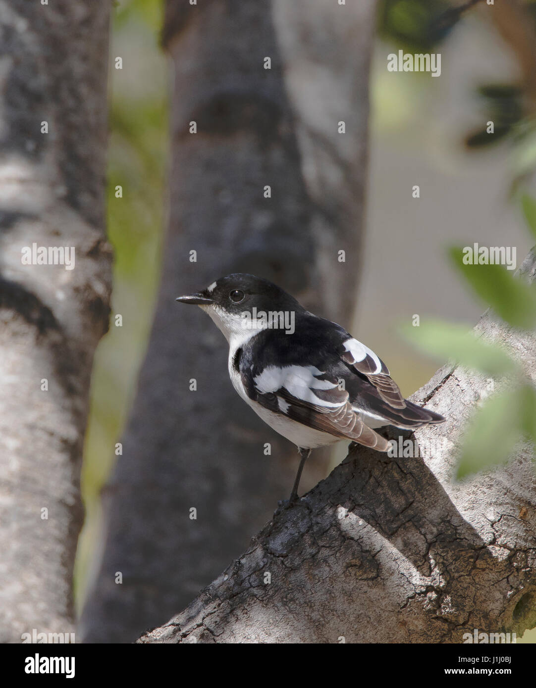 Männliche halb collared Flycatcher Ficedula Semiforquata über Migration in Zypern im Frühling Stockfoto