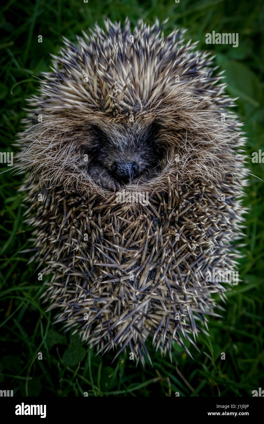 ein kleiner Freund kam, uns zu besuchen Stockfoto