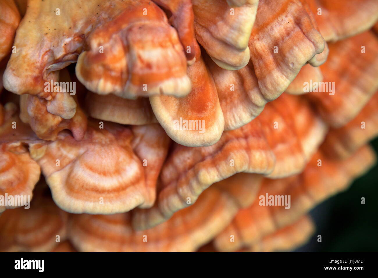 Huhn des Waldes auf einem Baum in The Lost Gardens of Heligan, Cornwall Stockfoto