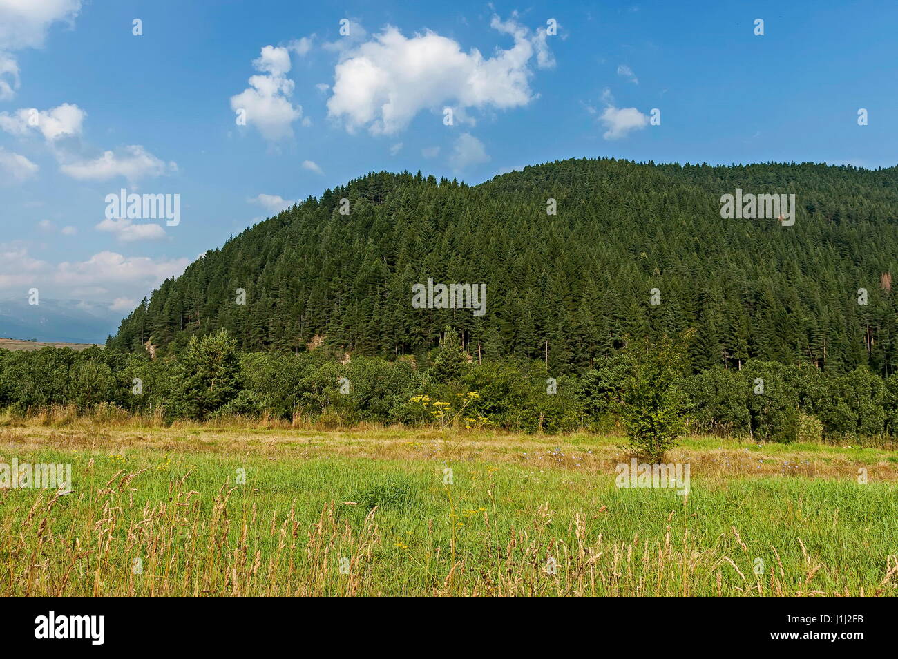Sonnenbeschienenen Berggipfel, bewachsen mit Nadelwald und Lichtung des Rila-Gebirges, Bulgarien Stockfoto